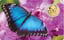 Gold Schmetterling Blauer Morphofalter Münze