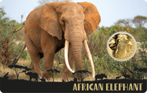 Gold Big Five Elefant