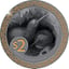 2 Unze Silber Kiwi 2025 (Auflage: 250 | teilvergoldet | Black Proof)