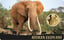 Gold Big Five Elefant